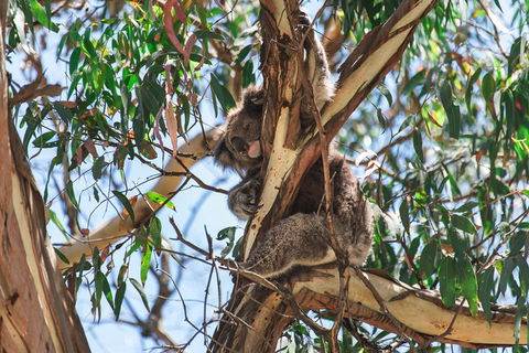 Full-Day Great Ocean Road And 12 Apostles Sunset Tour From Melbourne - Accommodation Rockhampton 2