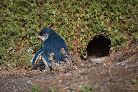Small-Group Phillip Island Penguin Parade Day Tour From Melbourne - Accommodation Rockhampton 1