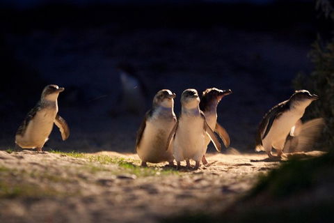 Small-Group Phillip Island Penguin Parade Day Tour From Melbourne - Accommodation Rockhampton 5