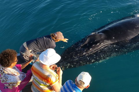 AOC Whale Watching From Broome - Accommodation Rockhampton 0