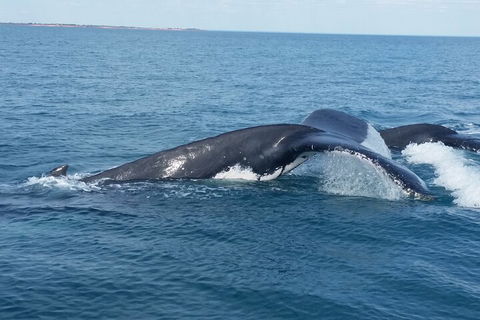AOC Whale Watching From Broome - Accommodation Rockhampton 1