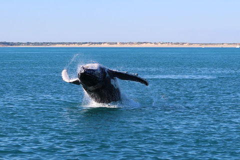 AOC Whale Watching From Broome - Accommodation Rockhampton 2