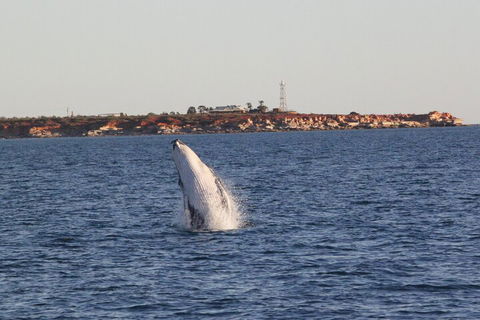 AOC Whale Watching From Broome - Accommodation Rockhampton 3