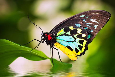 Australian Butterfly Sanctuary - Accommodation Rockhampton 4