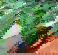 Australian Butterfly Sanctuary- Virtual Interactive Tour With Private Guide - Accommodation Rockhampton