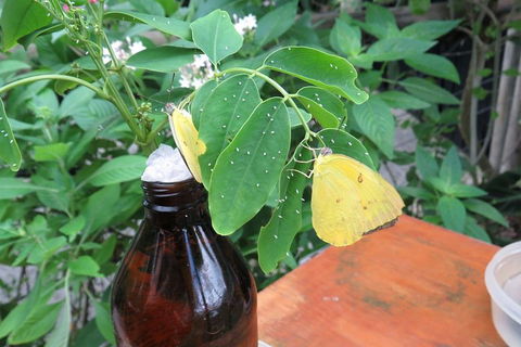 Australian Butterfly Sanctuary- Virtual Interactive Tour With Private Guide - Accommodation Rockhampton 0