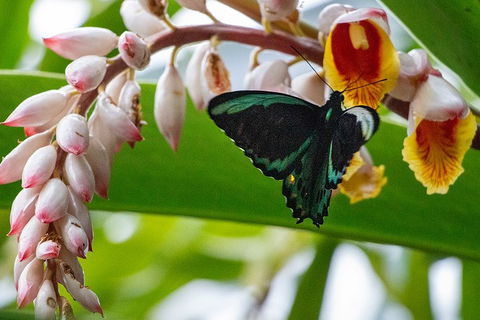 Australian Butterfly Sanctuary- Virtual Interactive Tour With Private Guide - Accommodation Rockhampton 2