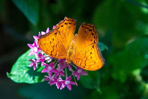 Australian Butterfly Sanctuary- Virtual Interactive Tour With Private Guide - Accommodation Rockhampton 3