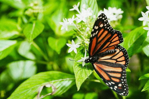 Australian Butterfly Sanctuary- Virtual Interactive Tour With Private Guide - Accommodation Rockhampton 4