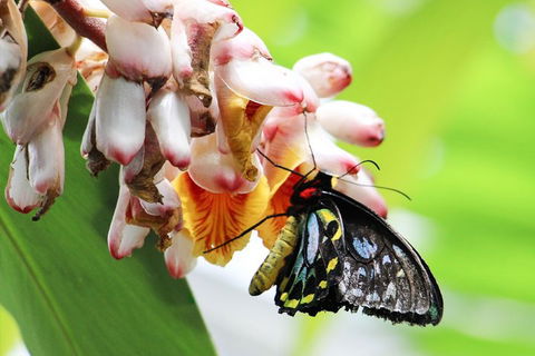 Australian Butterfly Sanctuary- Virtual Interactive Tour With Private Guide - Accommodation Rockhampton 5