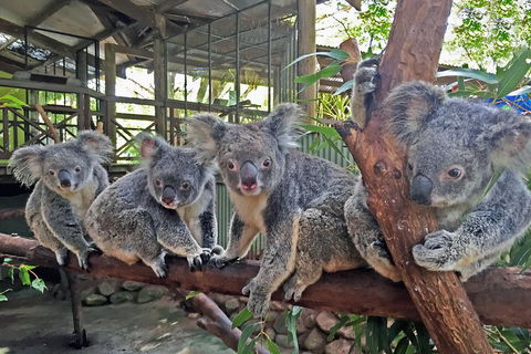Best Of Kuranda Including Skyrail, Kuranda Scenic Railway And Rainforestation - Accommodation Rockhampton 4