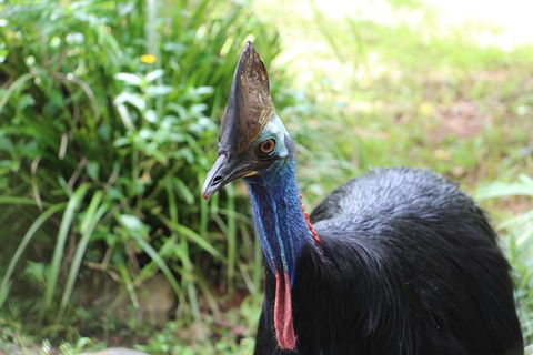 Kuranda Rainforestation Nature Park Ticket (BNP) - Accommodation Rockhampton 3