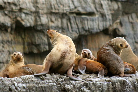 Tasman Island Cruises And Port Arthur Historic Site Day Tour From Hobart - Accommodation Rockhampton 1
