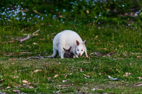 Bruny Island Traveller - Gourmet Tasting And Sightseeing Day Trip From Hobart - Accommodation Rockhampton 3