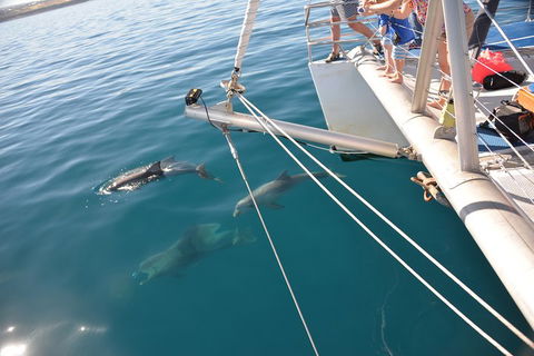 Dolphin Cruise From Adelaide With Optional Dolphin Swim - Accommodation Rockhampton 1