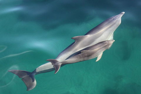 Dolphin Cruise From Adelaide With Optional Dolphin Swim - Accommodation Rockhampton 4