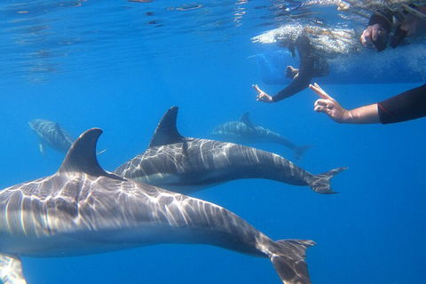 Dolphin Cruise From Adelaide With Optional Dolphin Swim - Accommodation Rockhampton 5