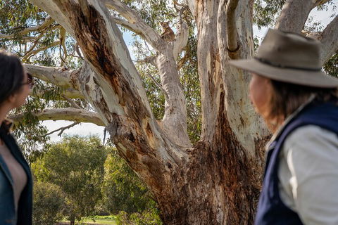 Full Day Flinders Chase Tour From Kangaroo Island - Accommodation Rockhampton 5