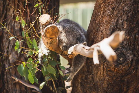 Melbourne City Tour And Phillip Island In One Day - Accommodation Rockhampton 0