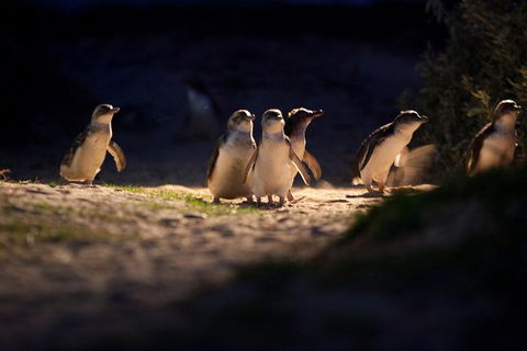 Melbourne City Tour And Phillip Island In One Day - Accommodation Rockhampton 4