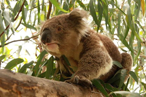 Private Tour: Great Ocean Road From Melbourne - Accommodation Rockhampton 1