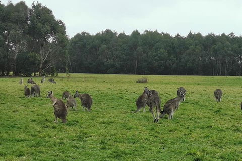 Private Tour: Great Ocean Road From Melbourne - Accommodation Rockhampton 4