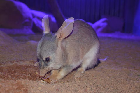 Kuranda Wildlife Experience Three Attraction Pass - Accommodation Rockhampton 0