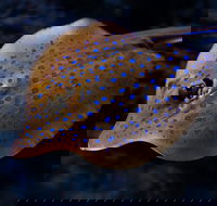 Cairns Aquarium Tour by Twilight with Drink and Appetiser - Accommodation Rockhampton