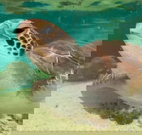 Cairns Aquarium Marine Life Encounter Ticket with 2-Course Lunch - Accommodation Rockhampton