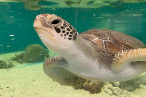 Cairns Aquarium Marine Life Encounter Ticket With 2-Course Lunch - Accommodation Rockhampton 0