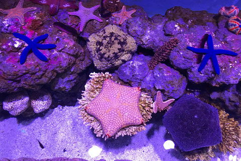 Cairns Aquarium Family Ticket - Accommodation Rockhampton 1