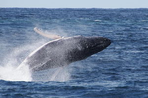 Whale Watching by Sea World Cruises