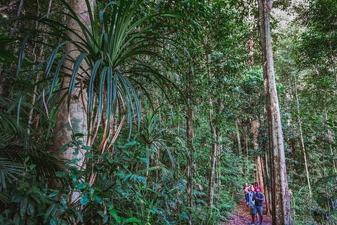 Atherton Tablelands Rain Forest By Night From Cairns - Accommodation Rockhampton 0