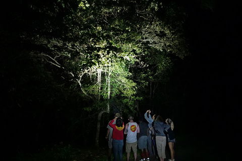Atherton Tablelands Rain Forest By Night From Cairns - Accommodation Rockhampton 2