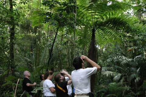 Atherton Tablelands Rain Forest By Night From Cairns - Accommodation Rockhampton 3