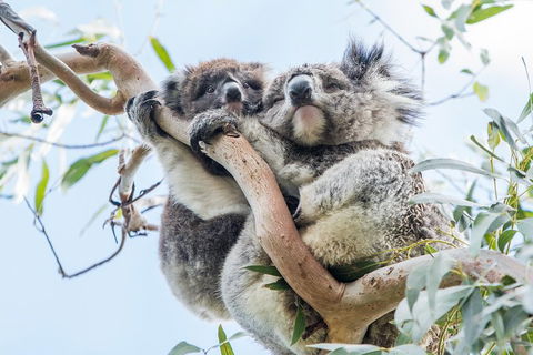 Great Ocean Road And 12 Apostles Day Trip From Melbourne - Accommodation Rockhampton 1