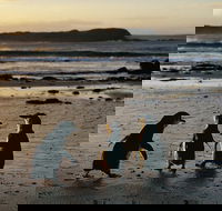 Phillip Island Penguin Parade Day Trip with Koala Conservation Reserve Visit - Accommodation Rockhampton