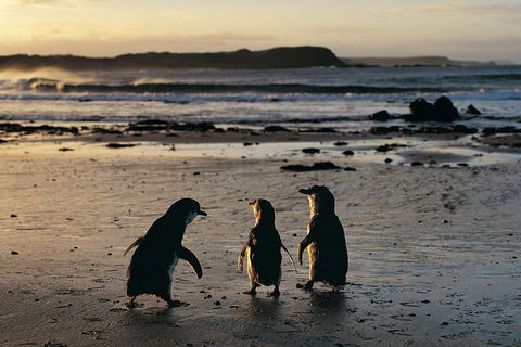 Phillip Island Penguin Parade Day Trip With Koala Conservation Reserve Visit - Accommodation Rockhampton 0