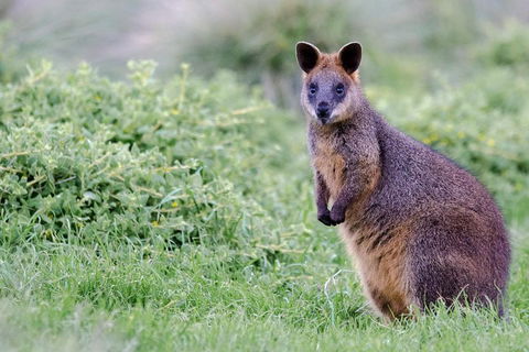 Phillip Island Penguin Parade Day Trip With Koala Conservation Reserve Visit - Accommodation Rockhampton 1