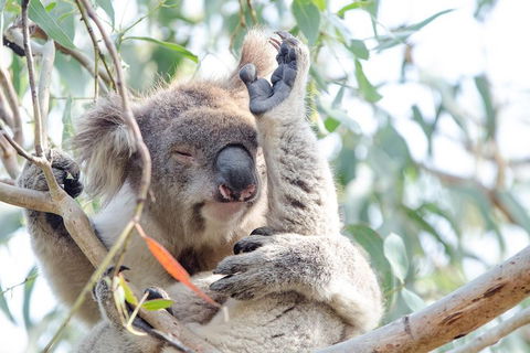 Phillip Island Penguin Parade Day Trip With Koala Conservation Reserve Visit - Accommodation Rockhampton 2
