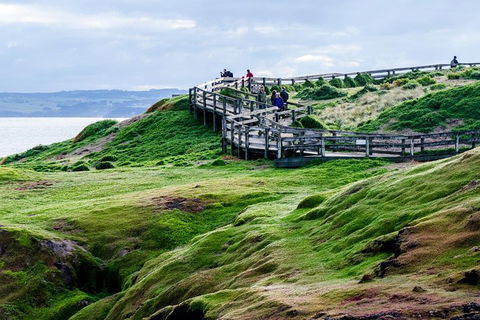 Phillip Island Penguin Parade Day Trip With Koala Conservation Reserve Visit - Accommodation Rockhampton 4