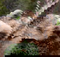 Melbourne Zoo General Entry Ticket - Accommodation Rockhampton