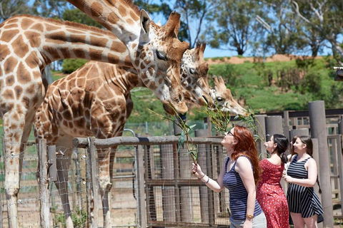 Slumber Safari At Werribee Open Range Zoo - Accommodation Rockhampton 3