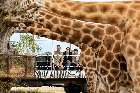 Early Morning Savannah Experience - Accommodation Rockhampton 3