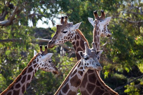 Werribee Open Range Zoo General Admission Ticket - Accommodation Rockhampton 0