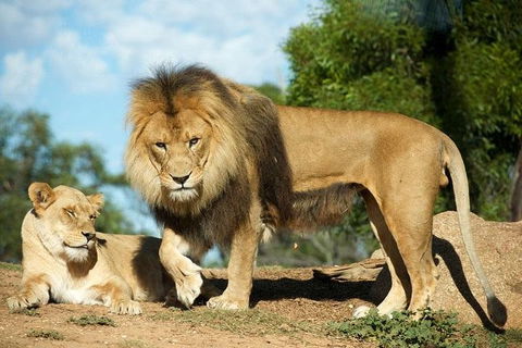 Werribee Open Range Zoo General Admission Ticket - Accommodation Rockhampton 1