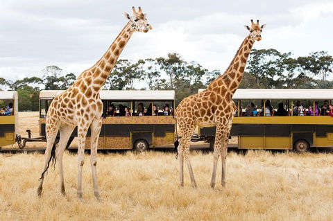 Werribee Open Range Zoo General Admission Ticket - Accommodation Rockhampton 2