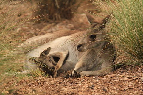 Werribee Open Range Zoo General Admission Ticket - Accommodation Rockhampton 3