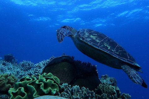 3 Day Whitsundays Sailing And Diving Adventure: Kiana - Accommodation Rockhampton 2