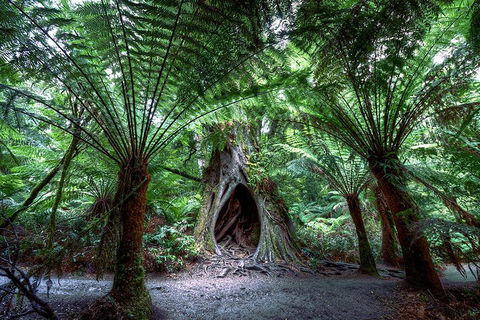 Small-Group Great Ocean Road And 12 Apostles Full-Day Tour From Melbourne - Accommodation Rockhampton 4